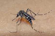 metade-dos-municipios-de-sc-tem-infestacao-de-focos-do-mosquito-da-dengue,-aponta-dive