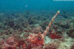 descoberta-inedita-de-habitat-marinho-em-ubatuba-(sp)-pode-revelar-especies-raras-e-ate-desconhecidas-pela-ciencia