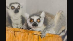 zoologico-de-brasilia-recebe-casal-de-especie-que-ficou-famosa-por-personagem-do-filme-madagascar