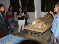 zoologico-de-salvador-volta-a-promover-passeio-noturno;-veja-como-fazer