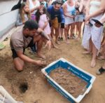 tamar-realiza-abertura-de-ninho-de-tartaruga-em-praia-de-fernando-de-noronha-depois-de-mais-de-30-anos;-veja-video