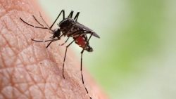 quatro-bairros-de-aracaju-tem-alto-indice-de-infestacao-pelo-aedes-aegypti