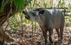 anta-deixa-de-voltar-a-natureza-por-ser-‘simpatica-demais’-e-vira-atracao-em-bosque-de-boa-vista