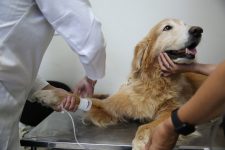 prefeitura-de-salvador-abre-selecao-inedita-para-contratacao-de-medicos-veterinarios;-salario-e-superior-a-r$-4-mil