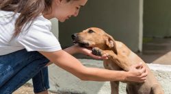 organizacoes-voltadas-a-causa-animal-promovem-feira-de-adocao-de-caes-e-gatos-em-boa-vista