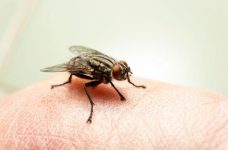 virose-da-mosca:-saiba-como-identificar-e-prevenir-a-doenca