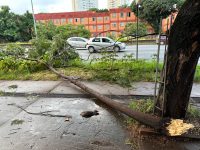 belo-horizonte-amanhece-com-arvores-caidas-apos-chuva-forte-e-sob-alerta-de-risco-geologico