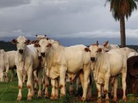 campanha-de-vacinacao-contra-febre-aftosa-comeca-na-segunda-(1o)-no-maranhao