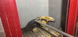 ‘so-repousando’:-tamandua-mirim-e-resgatado-em-portao-de-residencia-em-formiga