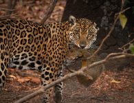 sequencia-de-fotos-mostra-onca-pintada-predando-cutia-no-pantanal