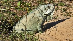 video:-jacare-e-visto-devorando-iguana-as-margens-de-rio-em-pantanal-de-mt