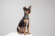 de-0-a-3:-saiba-tudo-sobre-as-variacoes-da-raca-pinscher,-uma-das-mais-populares-no-brasil