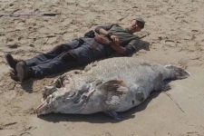 peixe-‘gigante-dos-mares’-com-mais-de-250-kg-e-encontrado-morto-por-biologo-no-litoral-de-sp;-video