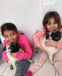 familia-tem-duas-cachorras-da-raca-pug-furtadas-de-casa-na-grande-sp;-policia-recuperou-os-animais