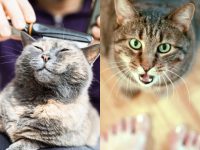 cuidar-de-gatos-idosos:-erros-comuns-que-voce-deve-evitar