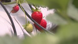 bom,-saboroso-e-livre-de-agrotoxicos:-selo-garante-qualidade-na-producao-de-morangos