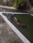 bois-caem-em-piscina-e-sao-resgatados-por-bombeiros-em-alem-paraiba