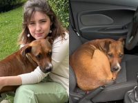 cachorra-carente-invade-carro-e-pede-adocao:-‘me-deixou-no-prejuizo’